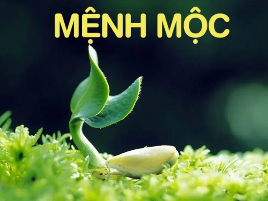 Người mệnh Mộc đa phần là người có tính cách phóng khoáng Mệnh Mộc đeo vàng hay bạc