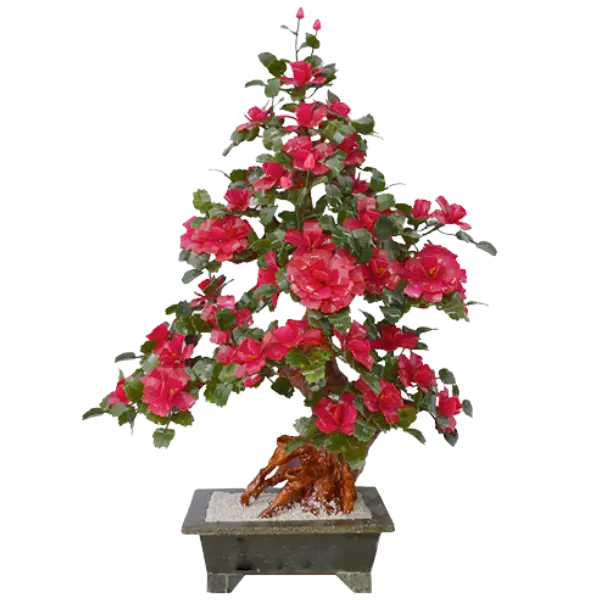 Bonsai Mẫu Đơn đỏ 38 Bông 009